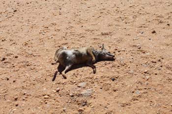 Ein toter Wüstenfuchs