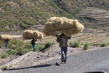 wenn keine Esel da sind