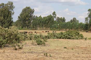 freilaufende Kühe haben Vortritt