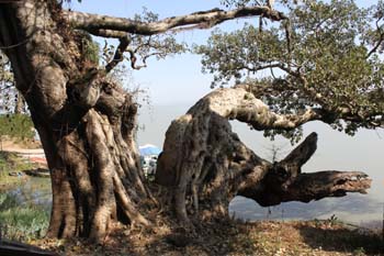 wenn dieser Baum reden könnte