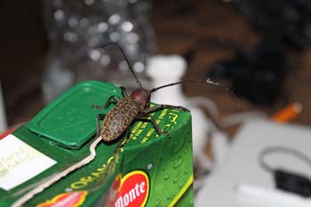 Der Käfer will auch Saft