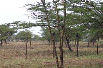 Die Natur bei Marsabit