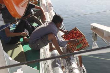 Und hinauf mit den Tomaten
