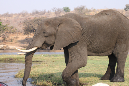 2.1 So ein Elefant aus 5 Meter entfernung ist schon gewaltig