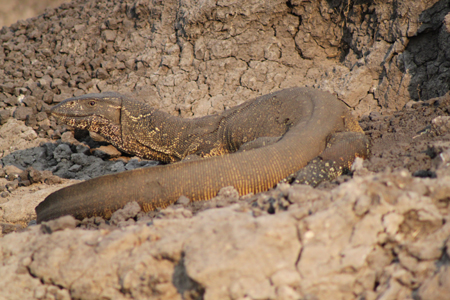 5. Der Leguan geniesst die Abendsonne