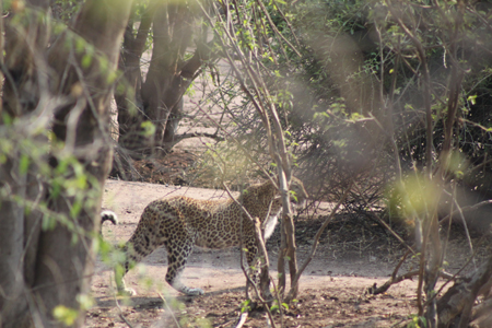 8.1 Der Leopard schleicht sich an sein Frühstück heran