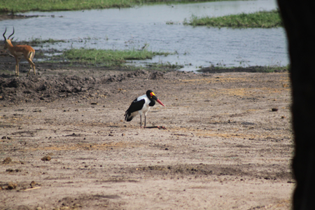 9. Im Chobe Nationalpark leben über 400 verschiedene Vögel