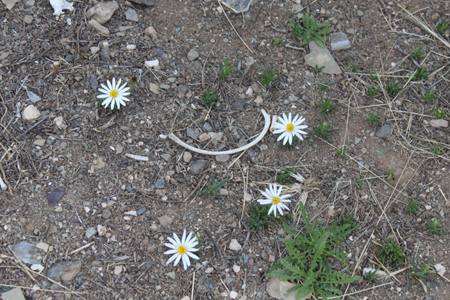 1. In der Halbwüste gedeihentrotzdem die Blumen