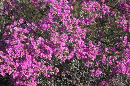 7. und in pink