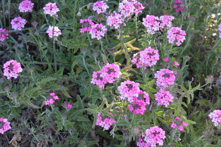 7. Frühlingsboten in pink