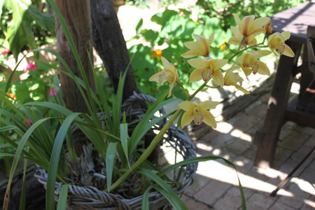 3. Orchideen im Garten Denis und Leon