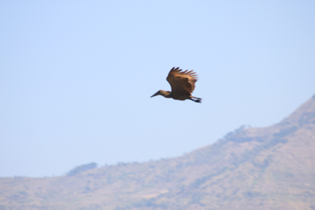 15. Der Vogel kämpft gegen den Wind